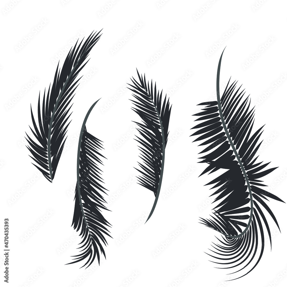 Obraz premium Leaf and coconut tree.