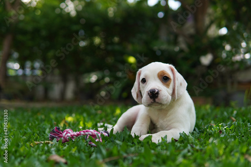Beagles have excellent noses. Beagles are used in a range of research procedures. Beagles have excellent noses. Dog picture have copy space.