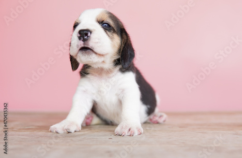 The general appearance of the beagle resembles a miniature Foxhound. Beagles have excellent noses. Beagles are used in a range of research procedures. Dog picture have copy space.
