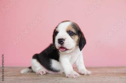 The general appearance of the beagle resembles a miniature Foxhound. Beagles have excellent noses. Beagles are used in a range of research procedures. Dog picture have copy space.