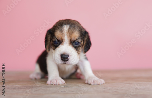 The general appearance of the beagle resembles a miniature Foxhound. Beagles have excellent noses. Beagles are used in a range of research procedures. Dog picture have copy space.