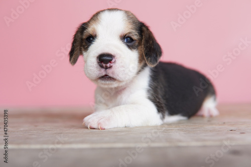 The general appearance of the beagle resembles a miniature Foxhound. Beagles have excellent noses. Beagles are used in a range of research procedures. Dog picture have copy space.