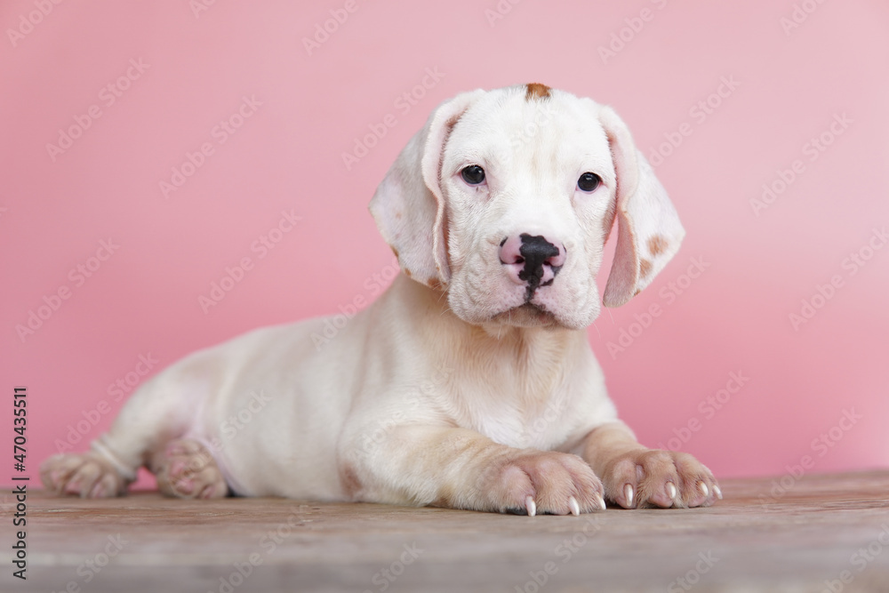 Adorable beagle dog on Pink Background. Beagles have excellent noses. Beagles are used in a range of research procedures. Adorable beagle dog on Pink Background. Beagles have excellent noses. Beagles are used in a range of research procedures.