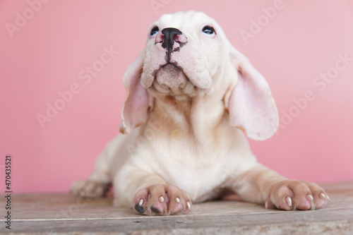 The general appearance of the beagle resembles a miniature Foxhound. Beagles have excellent noses. Beagles are used in a range of research procedures. Dog picture have copy space.