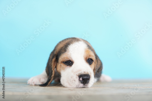 The general appearance of the beagle resembles a miniature Foxhound. Beagles have excellent noses. Beagles are used in a range of research procedures.
