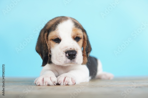 Adorable beagle white brown color is howl and look on above. There has copy space for text. Beagles have excellent noses. These dogs are used to detect food items in luggage. © Thanunchai