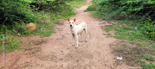 dog in the park