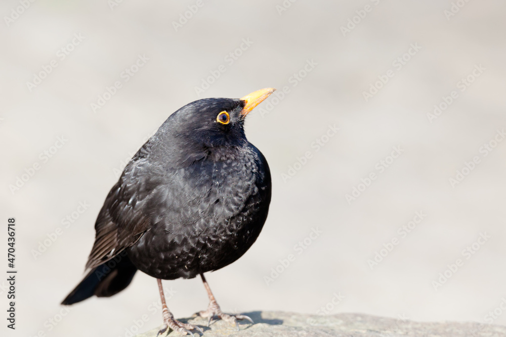 blackbird on the ground blackbird on the ground