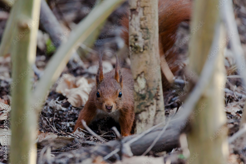 Fototapeta premium squirrel in the forest