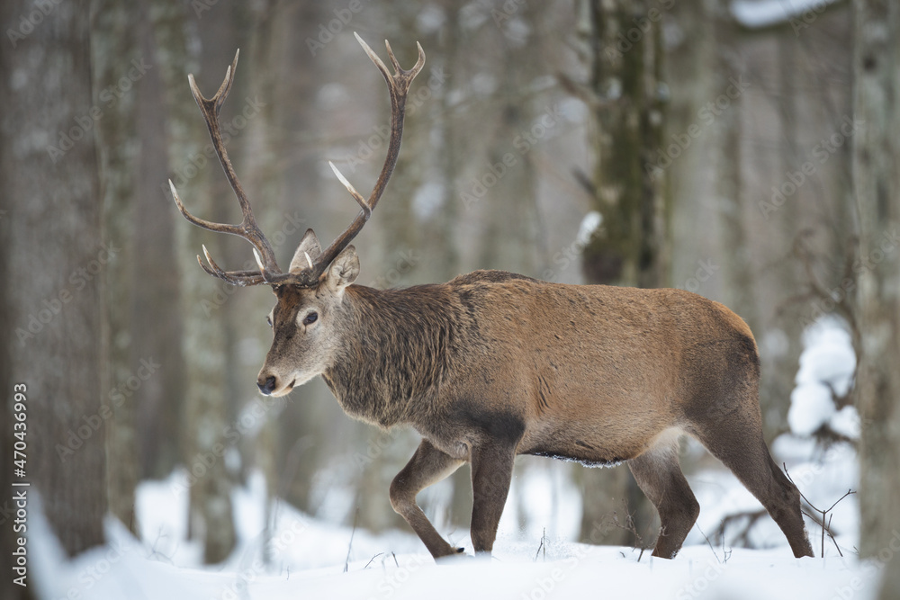Fototapeta premium Red deer in winter forest (Cervus elaphus) Stag