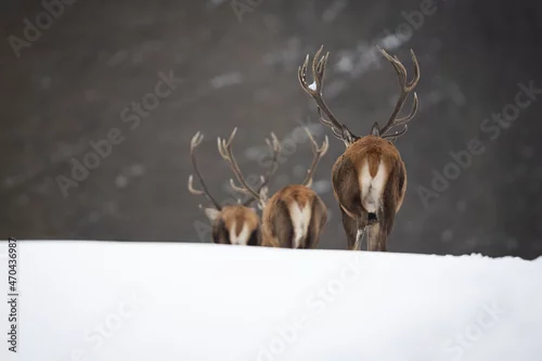 Fototapeta Red deer in winter forest (Cervus elaphus) Stag