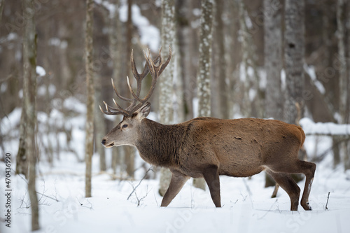 Red deer in winter forest (Cervus elaphus) Stag © szczepank