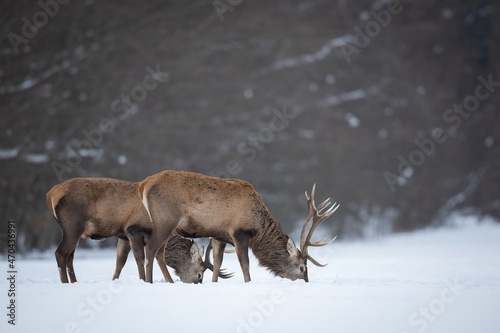 Fototapeta Naklejka Na Ścianę i Meble -  Red deer in winter forest (Cervus elaphus) Stag