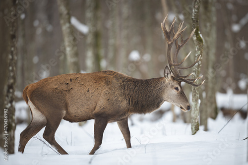 Fototapeta Naklejka Na Ścianę i Meble -  Red deer in winter forest (Cervus elaphus) Stag