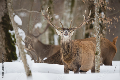 Fototapeta Naklejka Na Ścianę i Meble -  Red deer in winter forest (Cervus elaphus) Stag