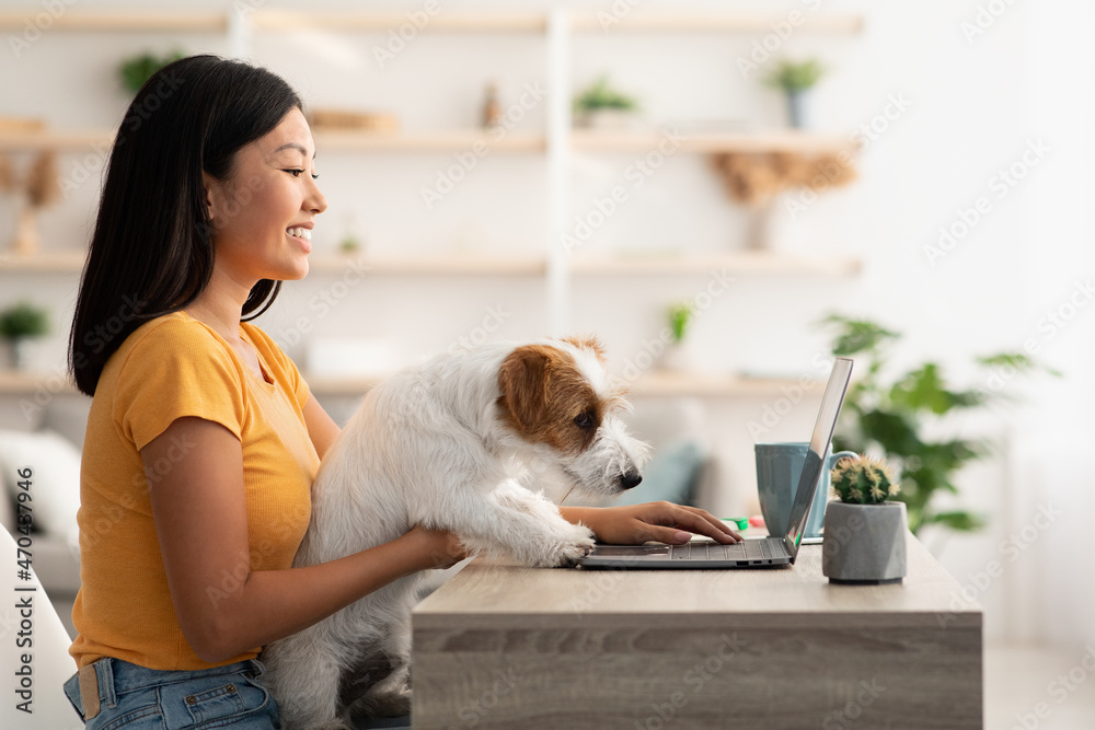 Pretty chinese lady freelancer working from home, petting her dog Pretty chinese lady freelancer working from home, petting her dog