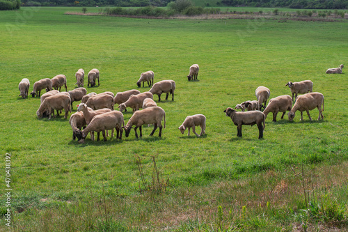 A flock of sheep in their pasture in the light of the sun.