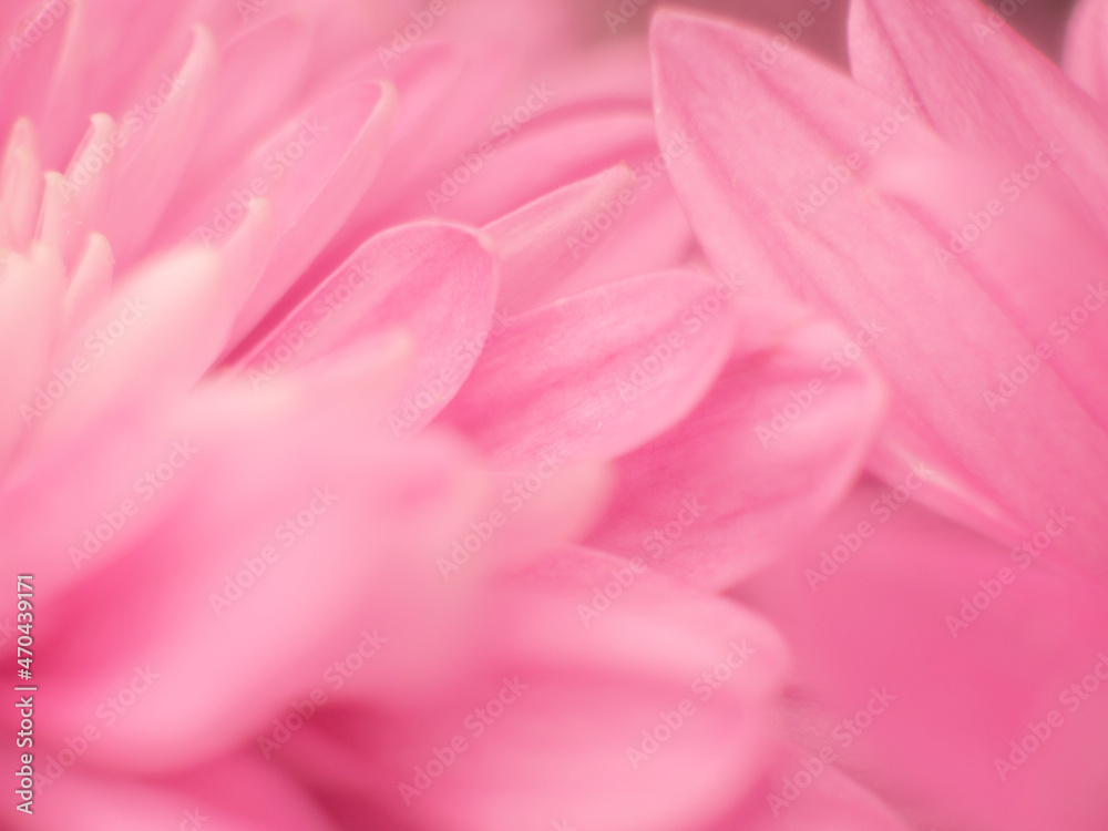 Pink chrysanthemum macro. Full chrysanthemum background. The idea of ​​tenderness and fragility for Mother's Day. Small depth of field. Pastel Postcard