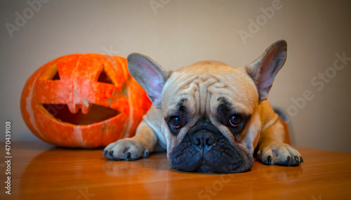 French bulldog and pumpkin for Halloween.