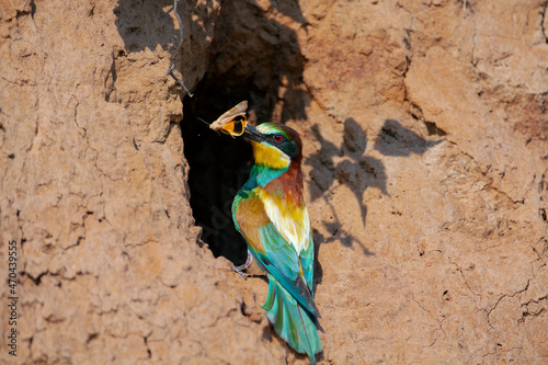 The European bee-eater (Merops apiaster) is a near passerine bird in the bee-eater family	