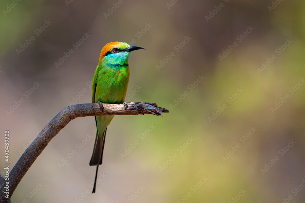 The blue-cheeked bee-eater (Merops persicus) is a near passerine bird in the bee-eater family, Meropidae.
The blue-cheeked bee-eater (Merops persicus) is a near passerine bird in the bee-eater family, Meropidae.