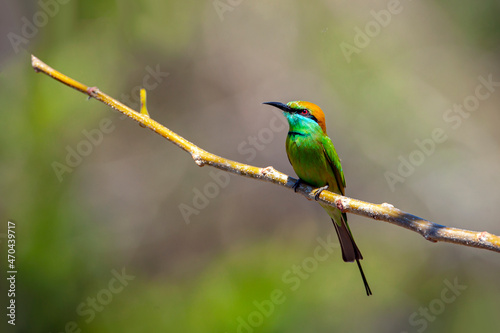 The blue-cheeked bee-eater (Merops persicus) is a near passerine bird in the bee-eater family, Meropidae. 