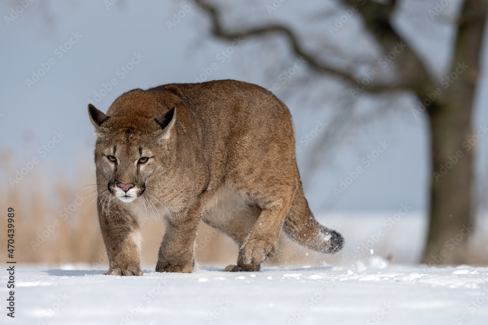 Obraz premium The American Cougar runs across the meadow and enjoys the snow.
