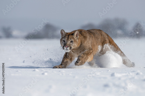 The American Cougar runs across the meadow and enjoys the snow.