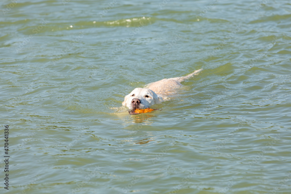 Fototapeta premium labrador is swimming