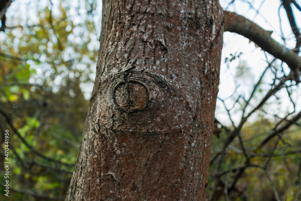 Tree trunk with engraved eye pattern.