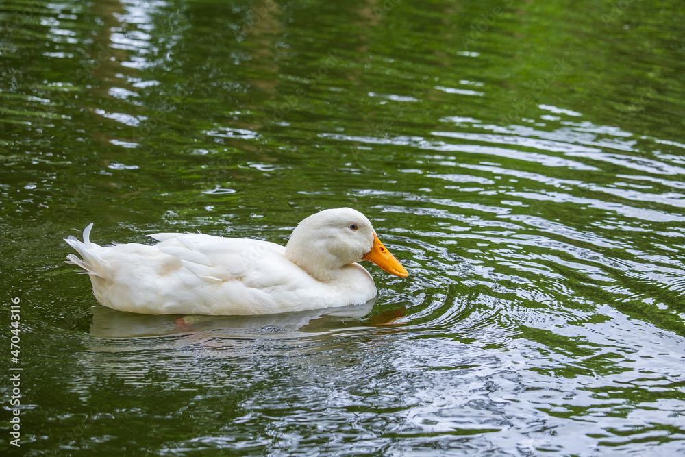 White duck swimming in the lake water, close up