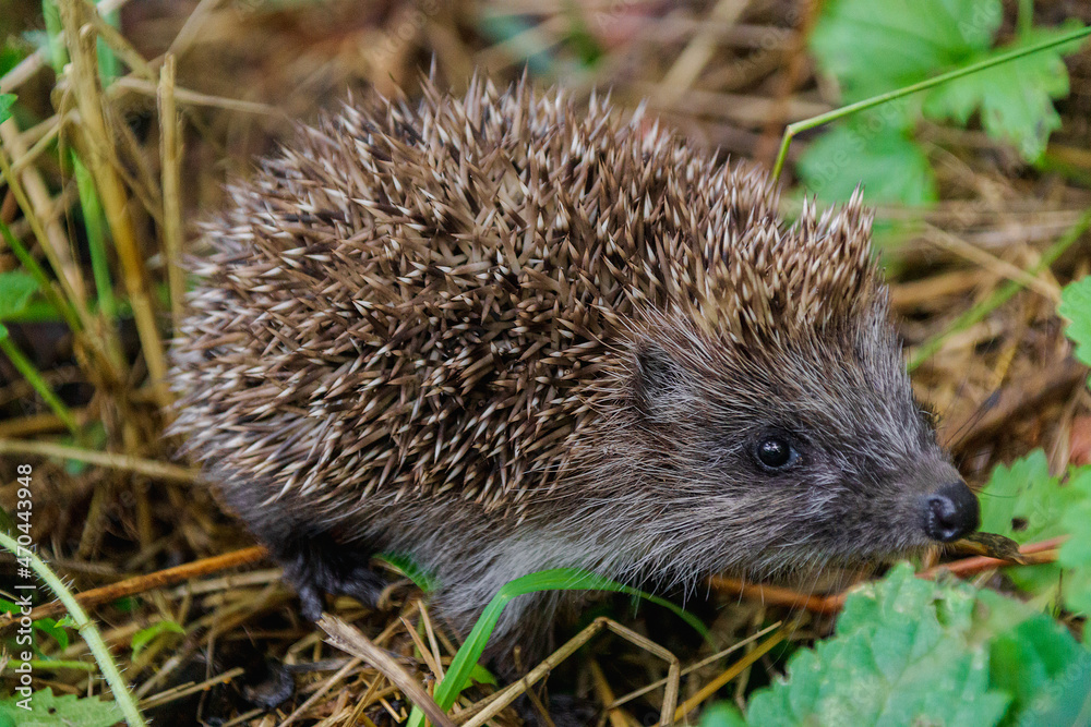 Fototapeta premium Hedgehog in the green grass