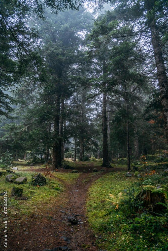 Path through the mountain in the forest, in aran valley, Catalonia, Spain Path through the mountain in the forest, in aran valley, Catalonia, Spain