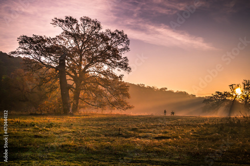 Lonely oak tree in the field during sunrise © tmag