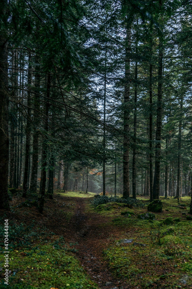 Fototapeta premium Path through the mountain in the forest, in aran valley, Catalonia, Spain