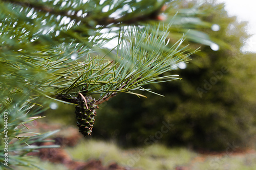 Pinecone on a wet branch