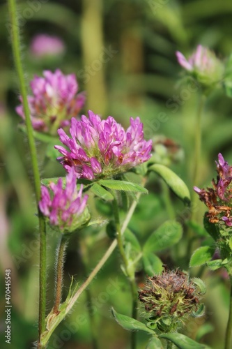 Pink clover wildflower 
