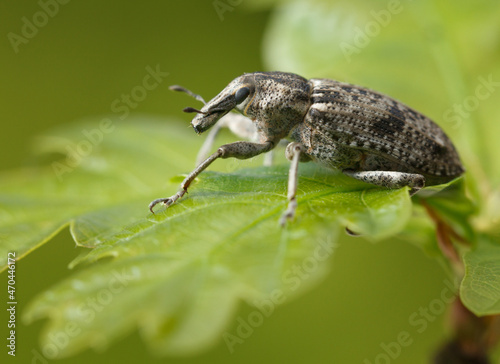 Bug on oak leaf © abet