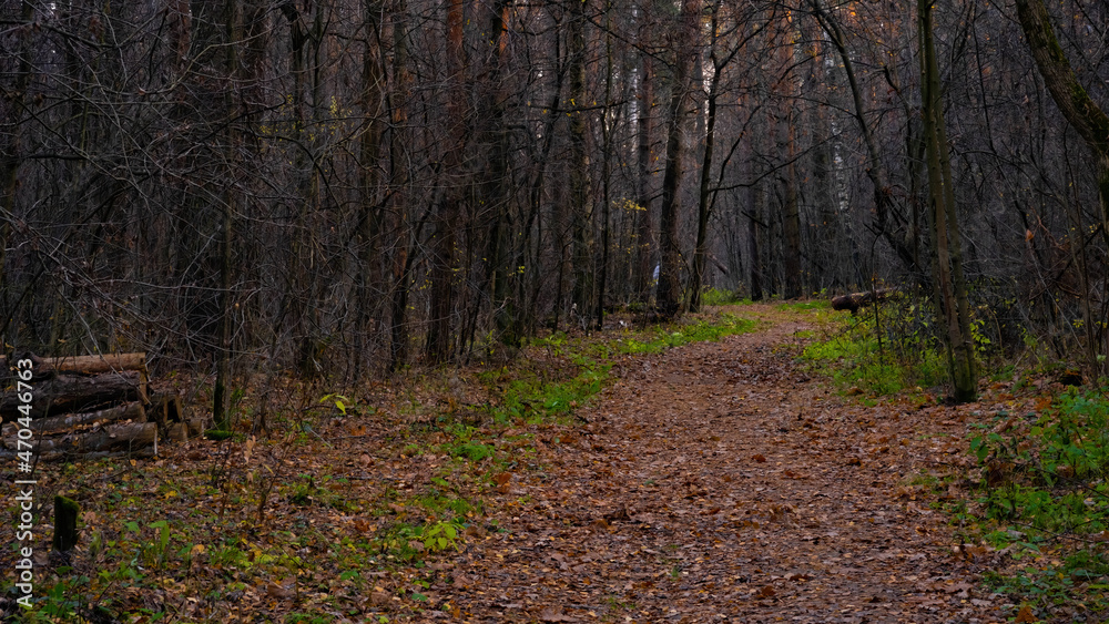 A path in the autumn forest, a sad forest A path in the autumn forest, a sad forest