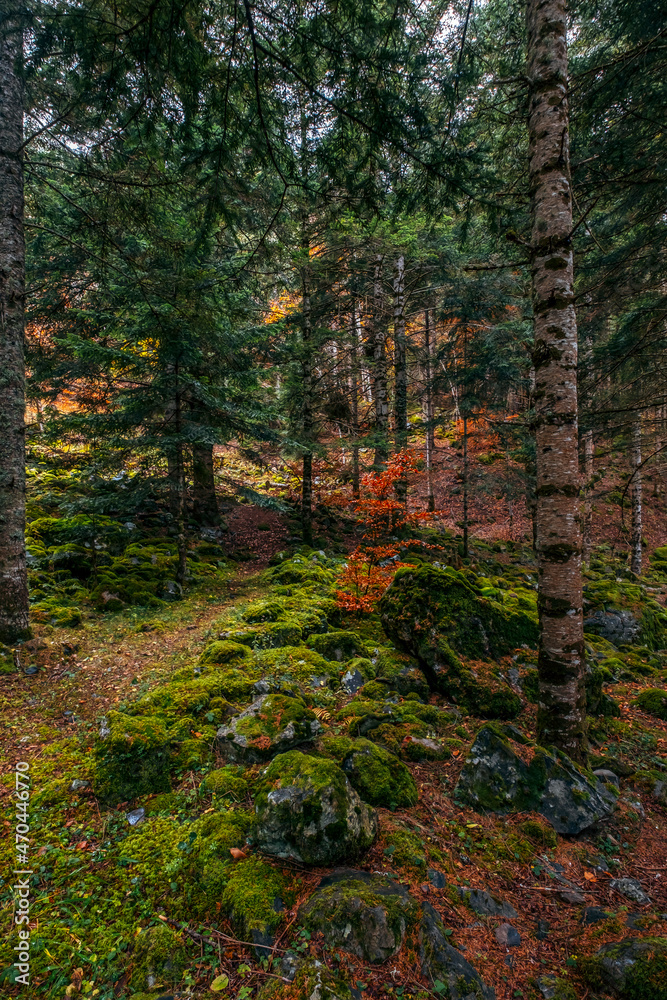 Path through the mountain in the forest, in aran valley, Catalonia, Spain