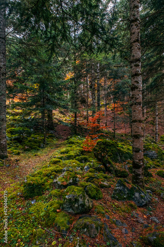 Path through the mountain in the forest, in aran valley, Catalonia, Spain