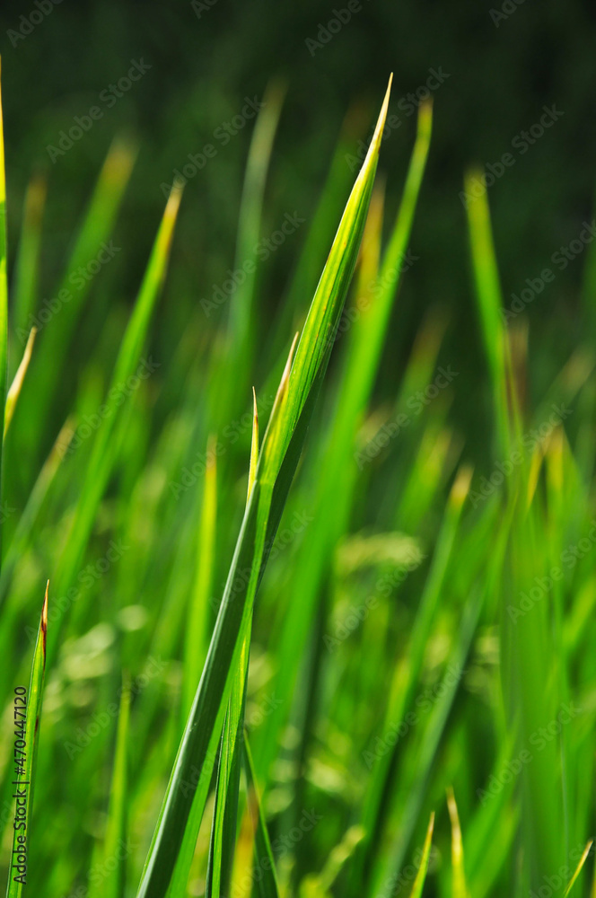 brins d'herbe brins d'herbe