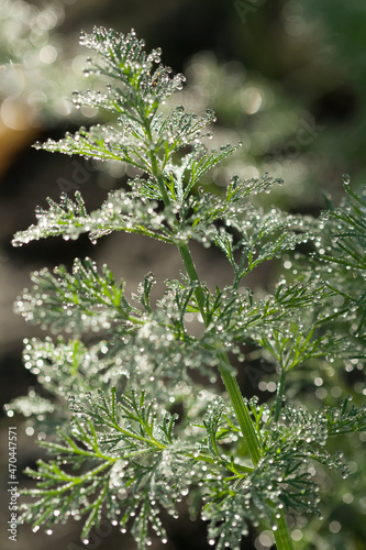 Dew lies on a branch of dill, close-up, DOF