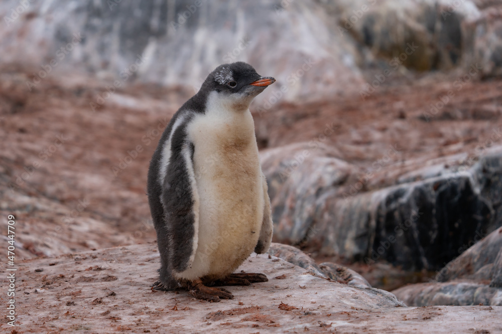 Obraz premium Gentoo Penguin in Antarctica