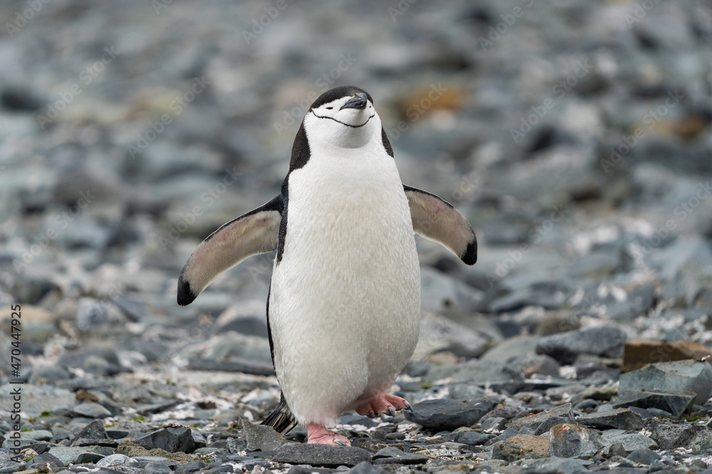 Fototapeta premium Chinstrap Penguin in Antarctica