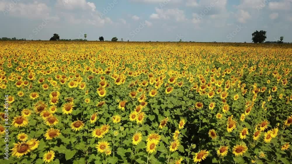 Aerial drone video of sunflower field. Beautiful aerial view above to the sunflowers field. Top view agriculture field with blooming sunflowers. Summer landscape with sunflowers at Lop Buri, THAILAND Aerial drone video of sunflower field. Beautiful aerial view above to the sunflowers field. Top view agriculture field with blooming sunflowers. Summer landscape with sunflowers at Lop Buri, THAILAND