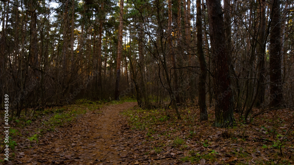 Obraz premium A path in the autumn forest, blue sky, green grass.Russian forest in autumn.Pine birch.A fern by the road.Turn