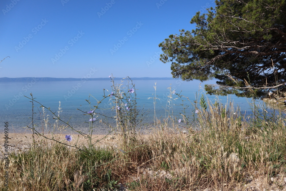 Seashore with wild herbs and green pines on a sunny summer day. Beach on the seashore, chicory flowers  against the background of blue sea water and a clear sky, Croatia