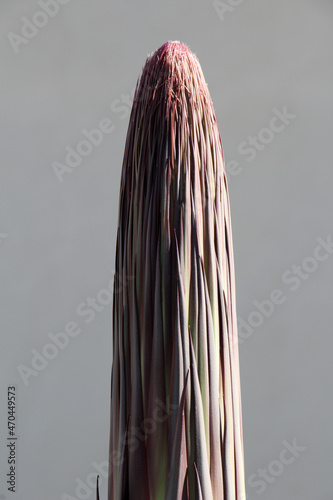 agave titanota photo