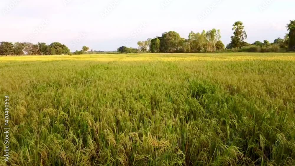 Ripe rice field and sky background with blue sky cloud. Green rice plant in field. Green paddy farm the rainy season field concept. Ripe rice field and sky background with blue sky cloud. Green rice plant in field. Green paddy farm the rainy season field concept.